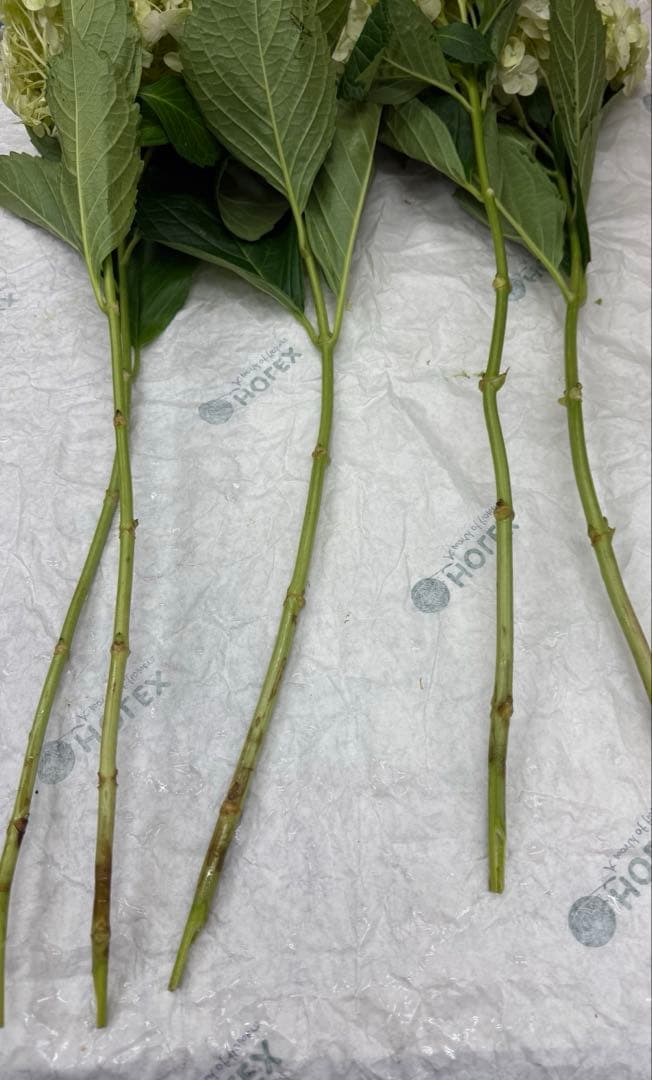 椿様　専用ページ