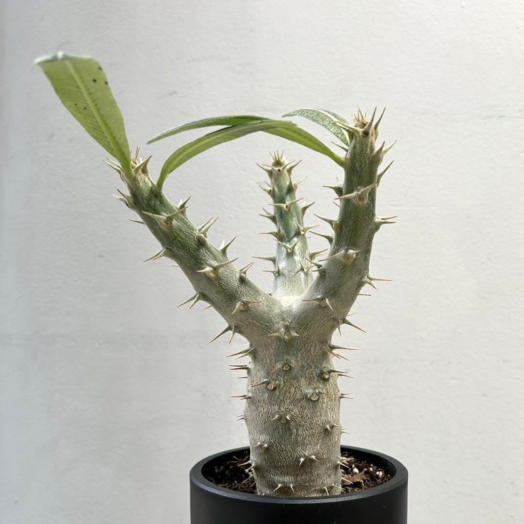 多肉植物