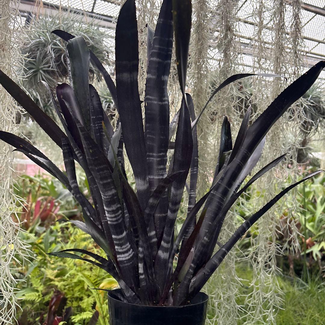 ビルベルギア 特大 ダースベイダーやや傷や汚れあり YUZUMIYA_COM