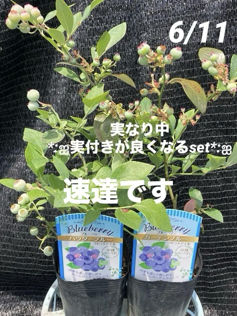 14ஐ実付きが良いセットஐブルーベリー苗【ガーデンブルー