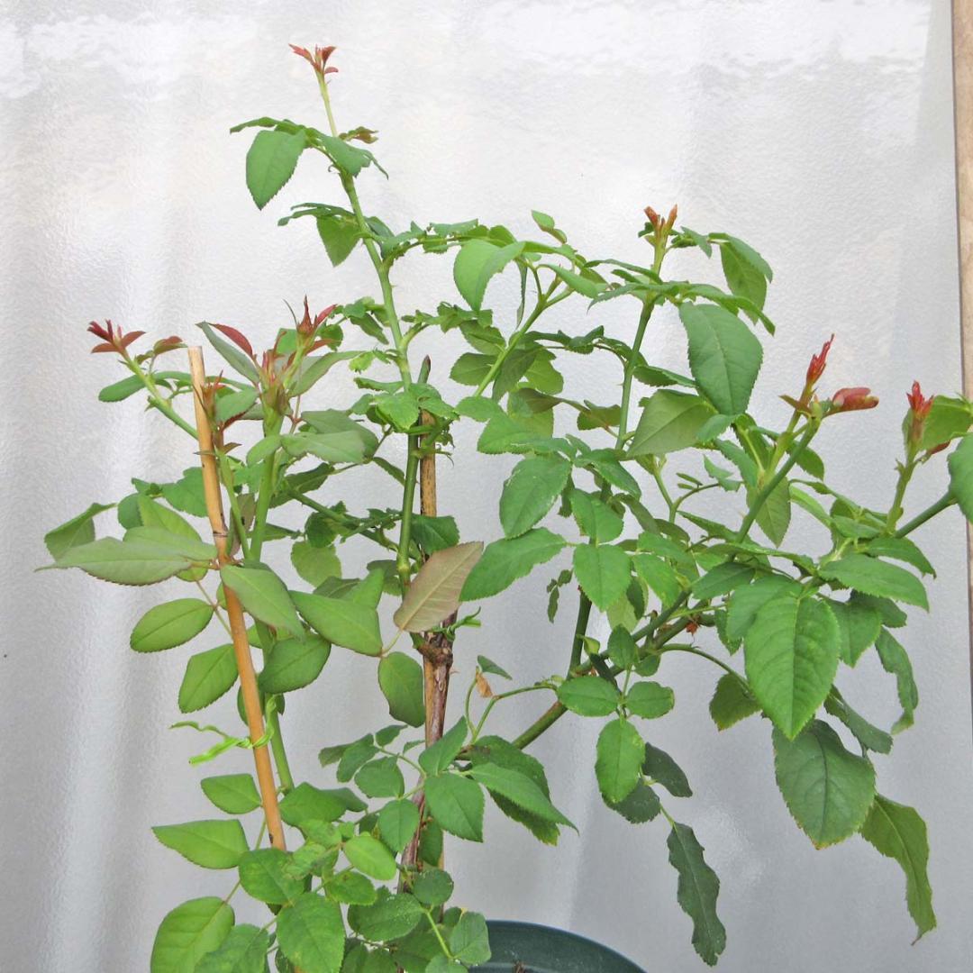 バラ花苗　切り花品種　和薔薇　みさき　蕾あり　接ぎ木苗 バラ花苗 切り花品種 和薔薇 みさき 蕾あり 接ぎ木苗 - メルカリ