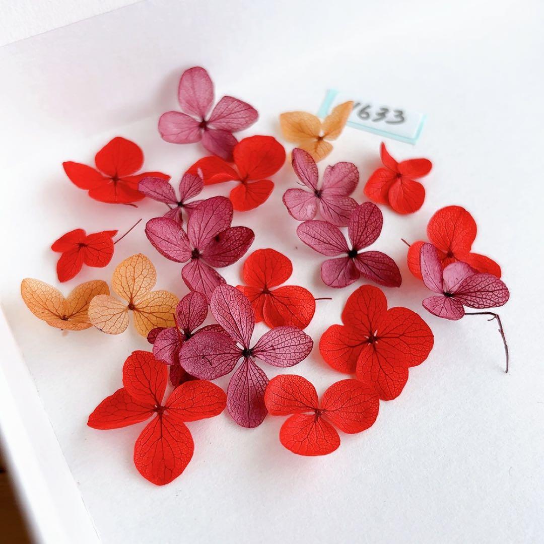 mayufuji様専用プチダリアのスィートピンクと他 ピンク（桃色）ダリア