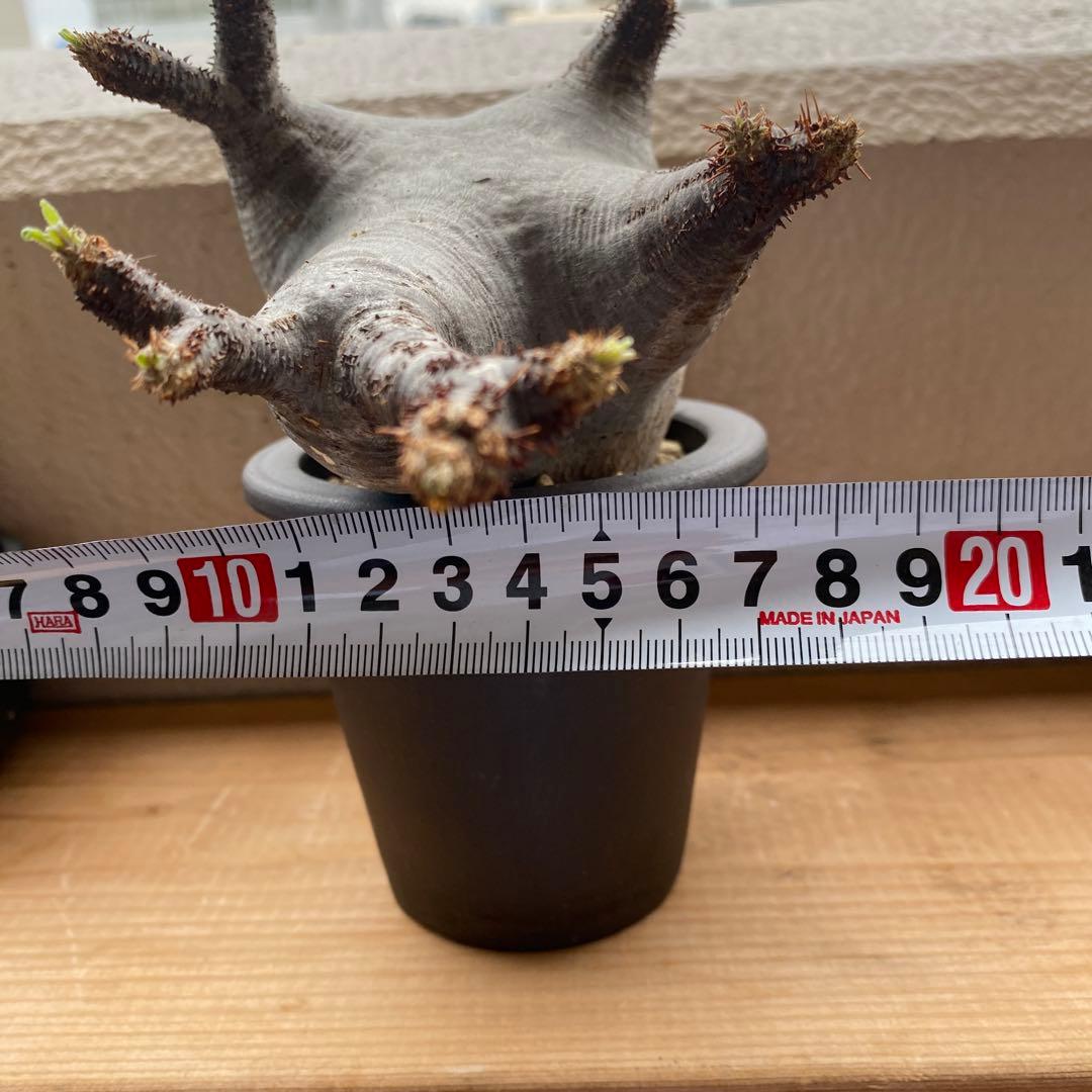 グラキリス 発根済 現地球 グラキリス 発根済 現地球