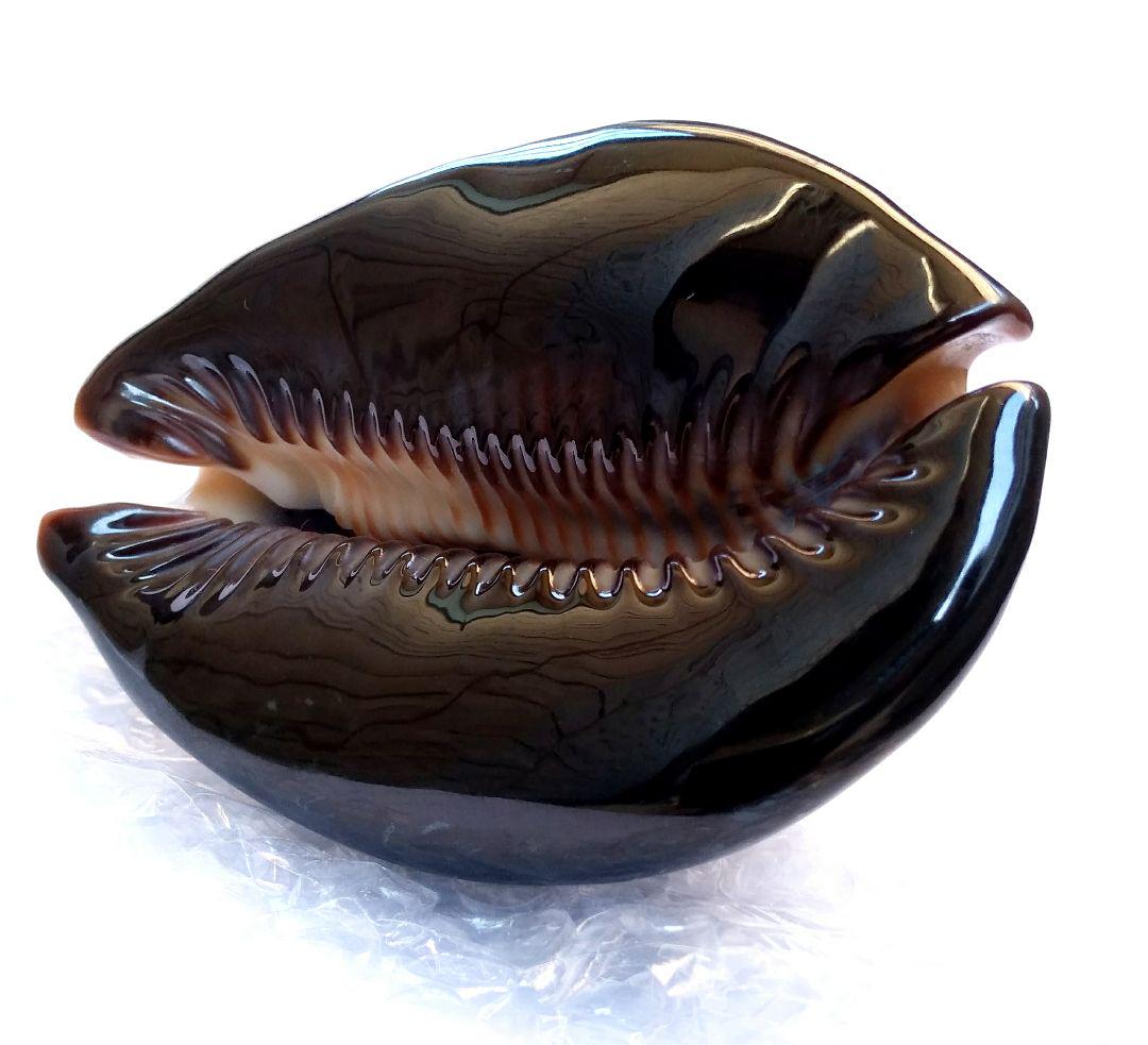 COWRIES　オサナ　カノコ　パパイア　フイリチドリダカラガイ　宝貝　貝殻5個 フイリチドリダカラ : 貝殻ストア - 通販 - Yahoo!ショッピング