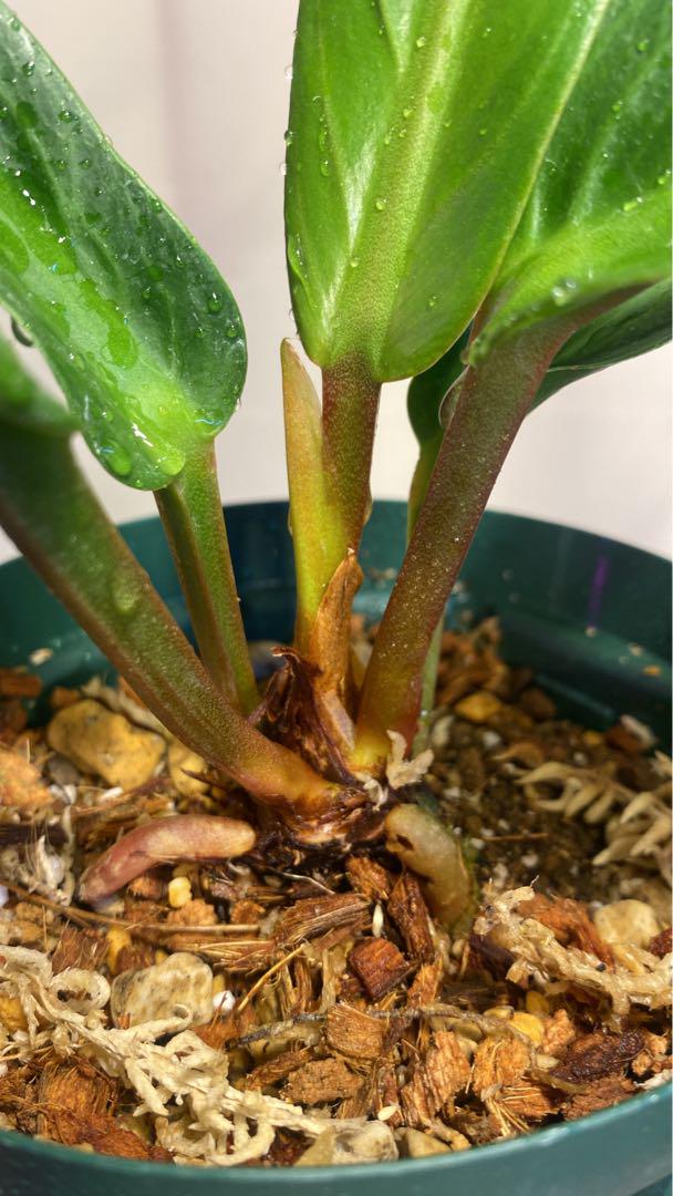 詩島麿 様専用Anthurium Angel Wingsエンジェルウィングス 詩島麿 様専用Anthurium Angel Wingsエンジェルウィングス