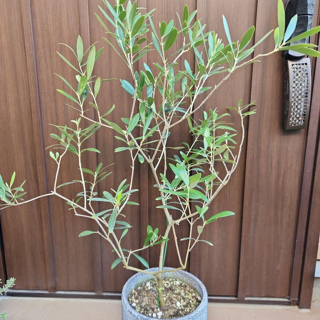 オリーブ ネバディロブランコ ゴールドデザインテラコッタ鉢植え