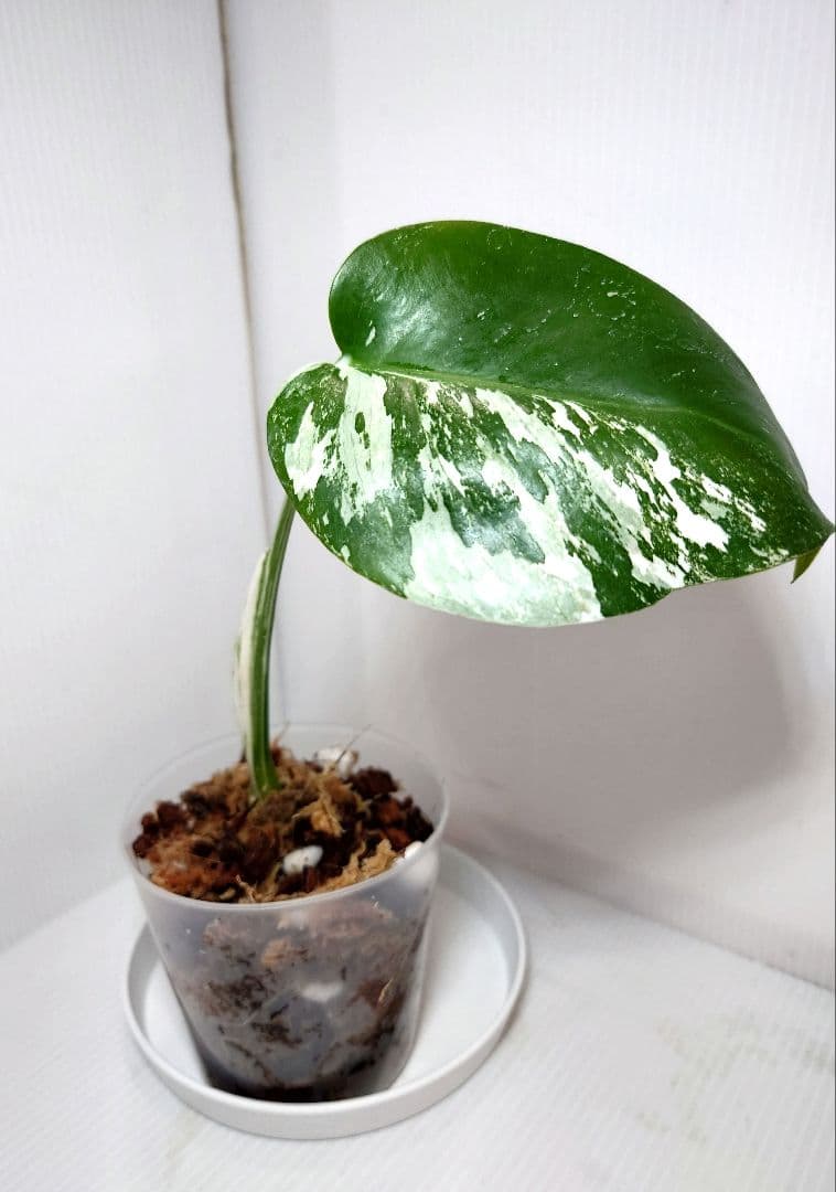 最終値下げ 優良血統 モンステラ 斑入り ホワイトタイガー B 【現品