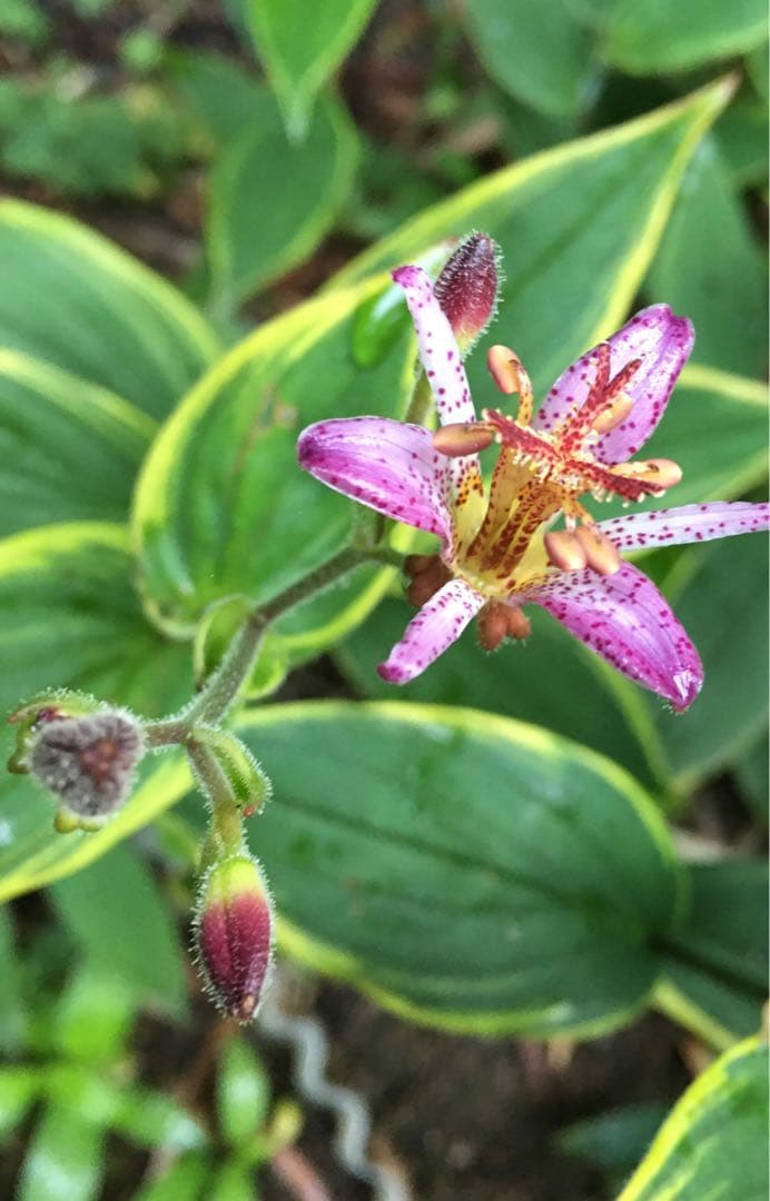 山野草 班入り葉ホトトギス 3苗 Www Proplanuk Co Uk 山野草 班入り葉ホトトギス 3苗 Www Proplanuk Co Uk