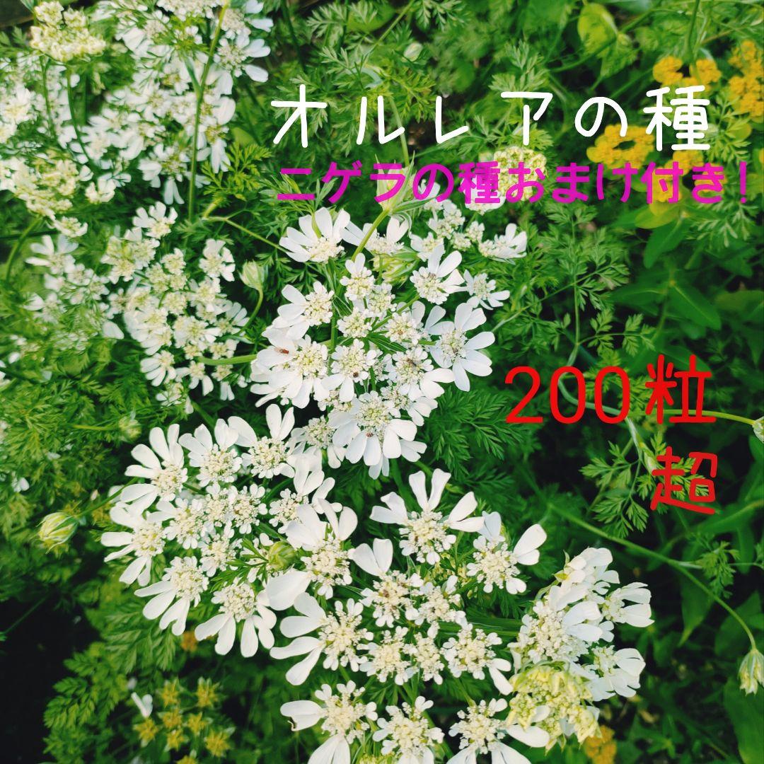 オルレアの種 0粒超 純白の花 宿根草 花の種 ニゲラの種30粒おまけ付き メルカリ