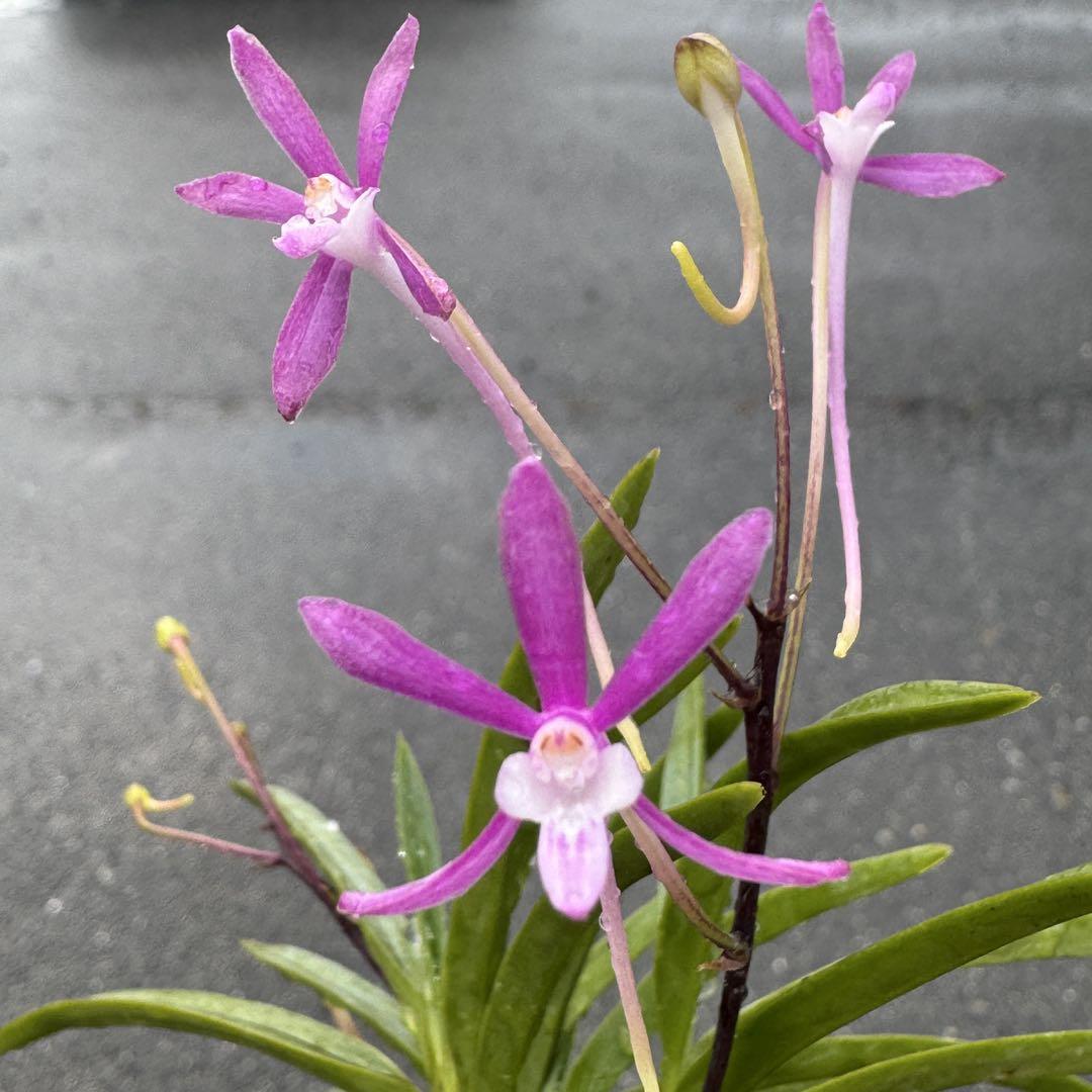 NO.850 富貴蘭　『紫姫』　開花中　花芽もあり NO.850 富貴蘭 『紫姫』 開花中 花芽もあり - メルカリ