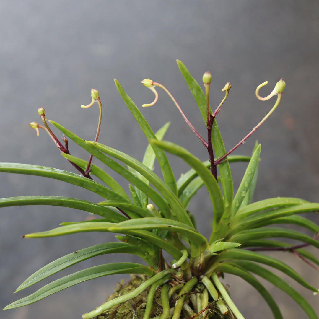 NO.850 富貴蘭　『紫姫』　開花中　花芽もあり NO.850 富貴蘭 『紫姫』 開花中 花芽もあり - メルカリ