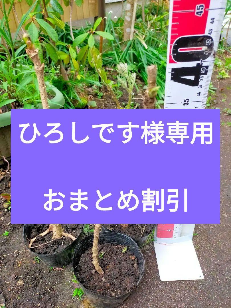 大人気新品  天然無農薬タラの芽苗木3本から相談可 その他