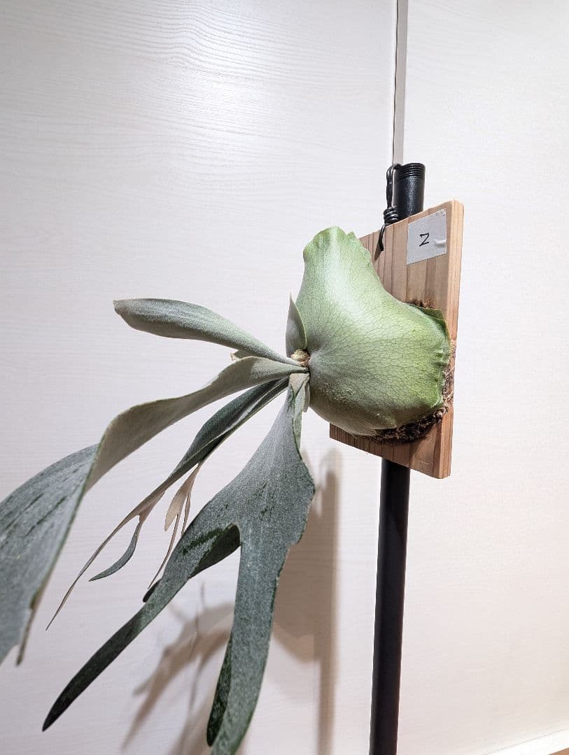 P.Pegasus pup ビカクシダ ペガサス 子株やや傷や汚れあり YUZUMIYA_COM