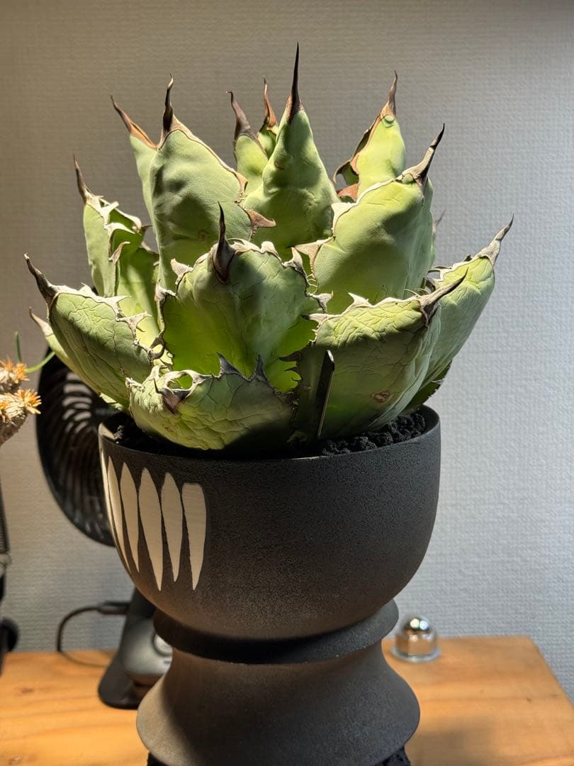 コレクション株 アガベBB特大株 発根済やや傷や汚れあり YUZUMIYA_COM