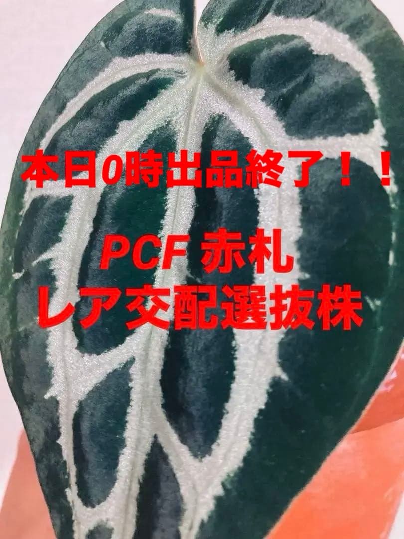 アンスリウム　Carlablakiae×NSE Red Crystallinum