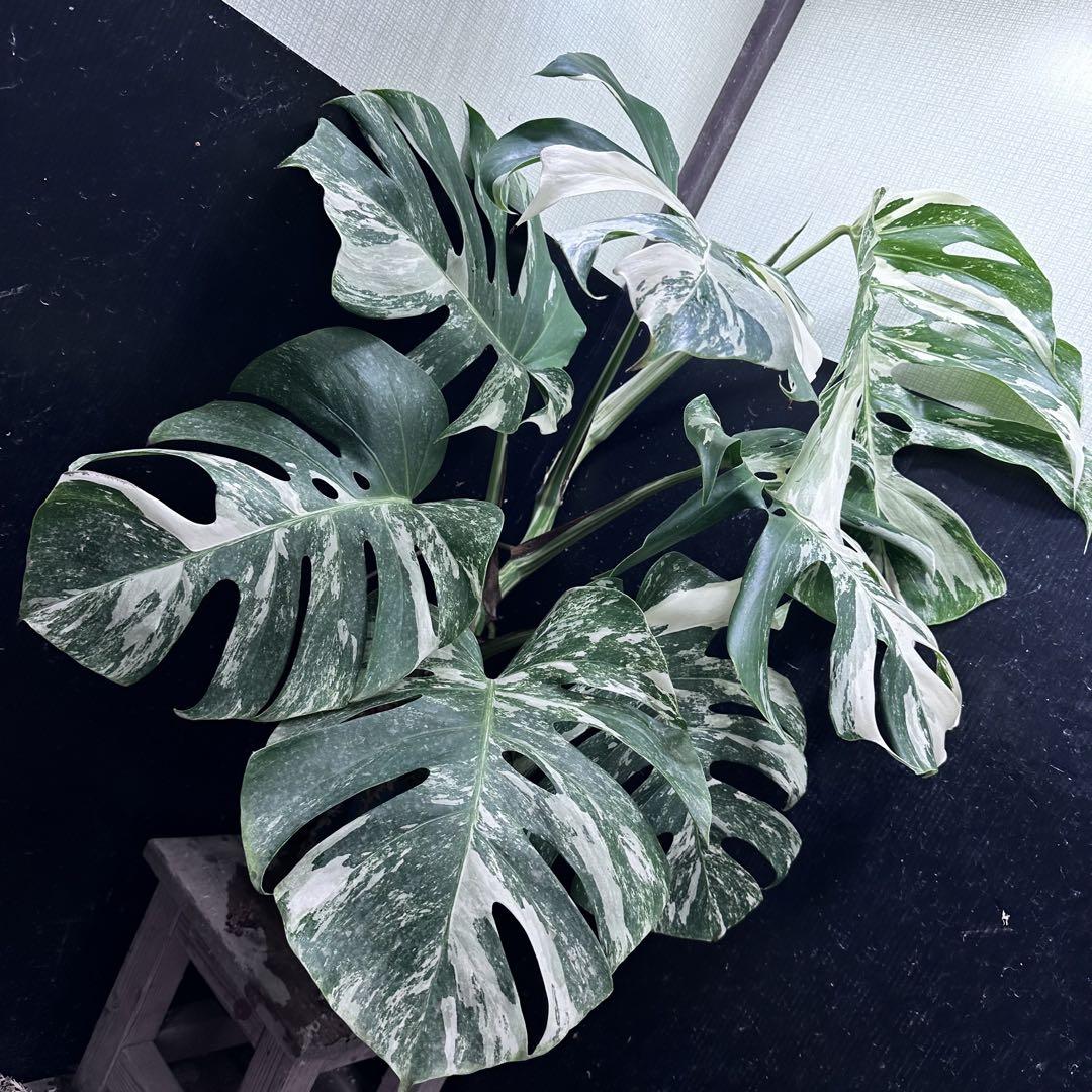 極美斑入り モンステラ ホワイトタイガー 大株 77cm 希少 人気 観葉植物