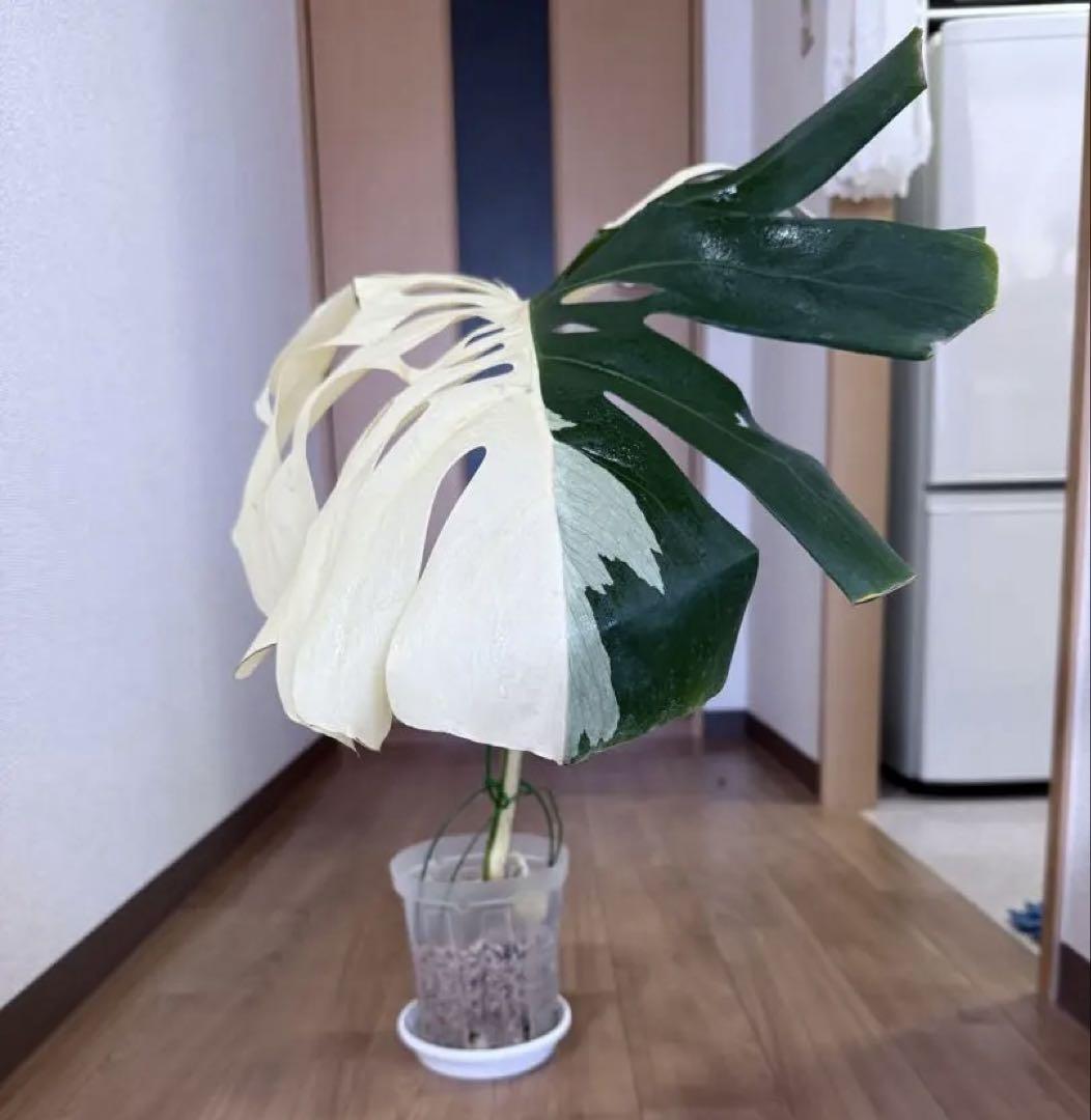 希少」モンステラ ハーフムーン ボルシギアナ 1葉 新芽出てる
