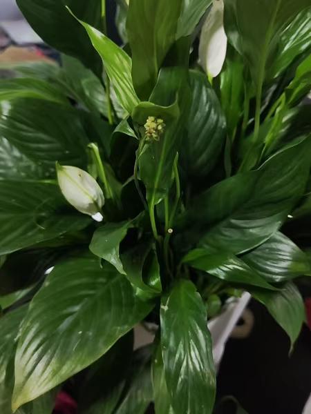 スパティフィラム 白い花 植物その他観葉植物