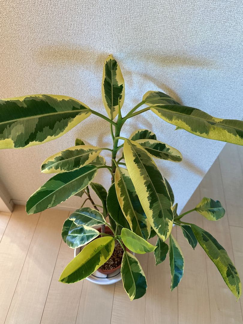 フィカスエラスティカ ディシェリ YUZUMIYA_COM