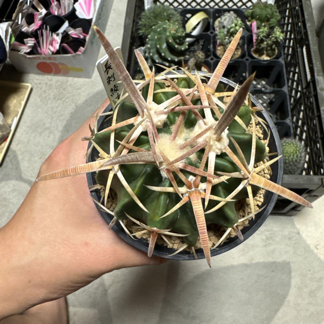 サボテン　長刺　綾波