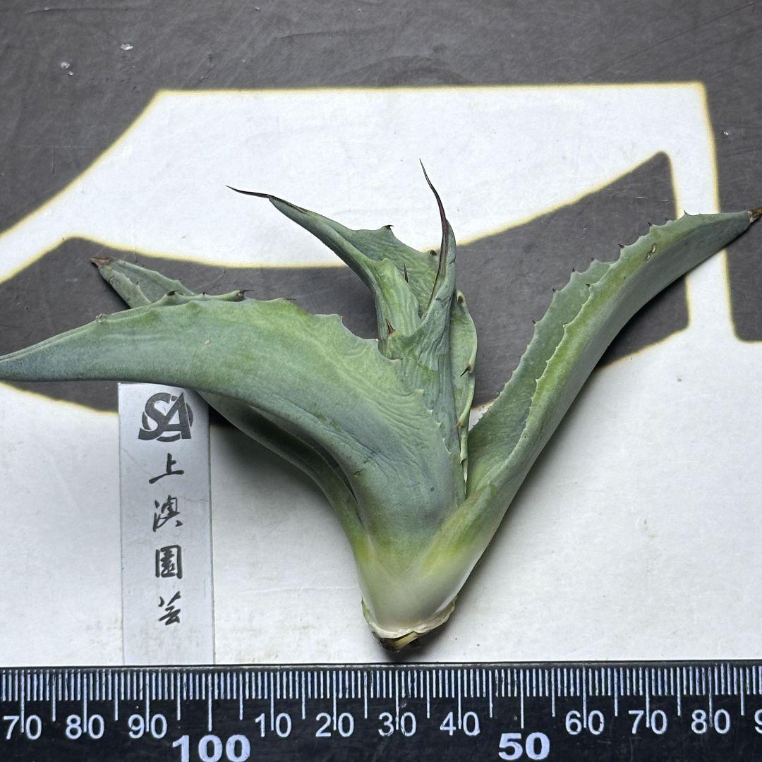 563 【上澳園芸】アガベ チタノタ オバティフォリア オルカ希少株