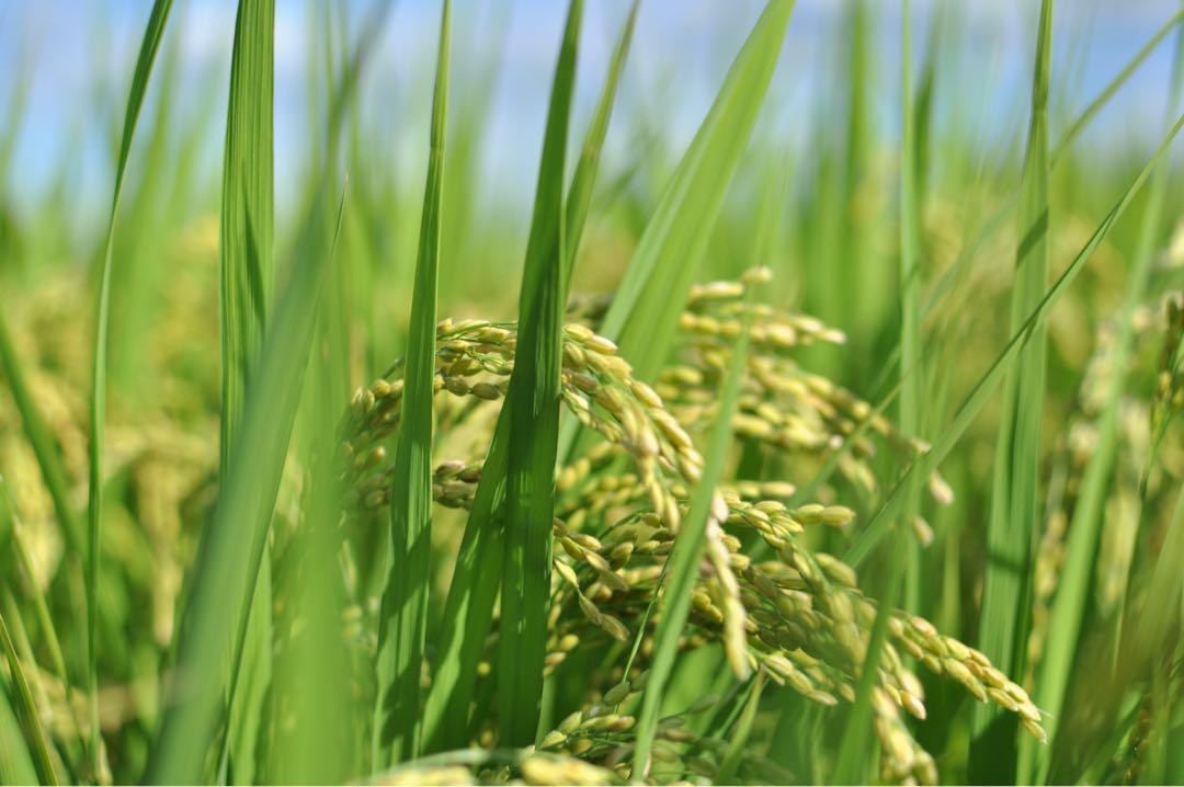 【2023年産】福岡県産ヒノヒカリ｜農薬不使用｜計20kg（ご購入後精米）
