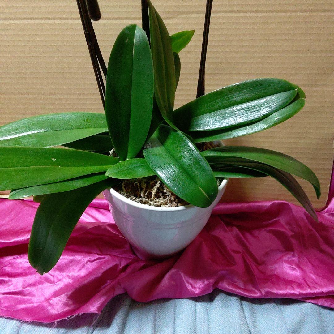 ３本立ち 高さ鉢込み約７０センチ目立った傷や汚れなし