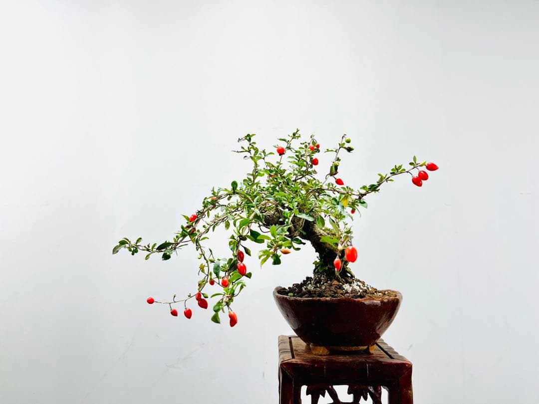 小品盆栽 枸杞 クコ - メルカリ