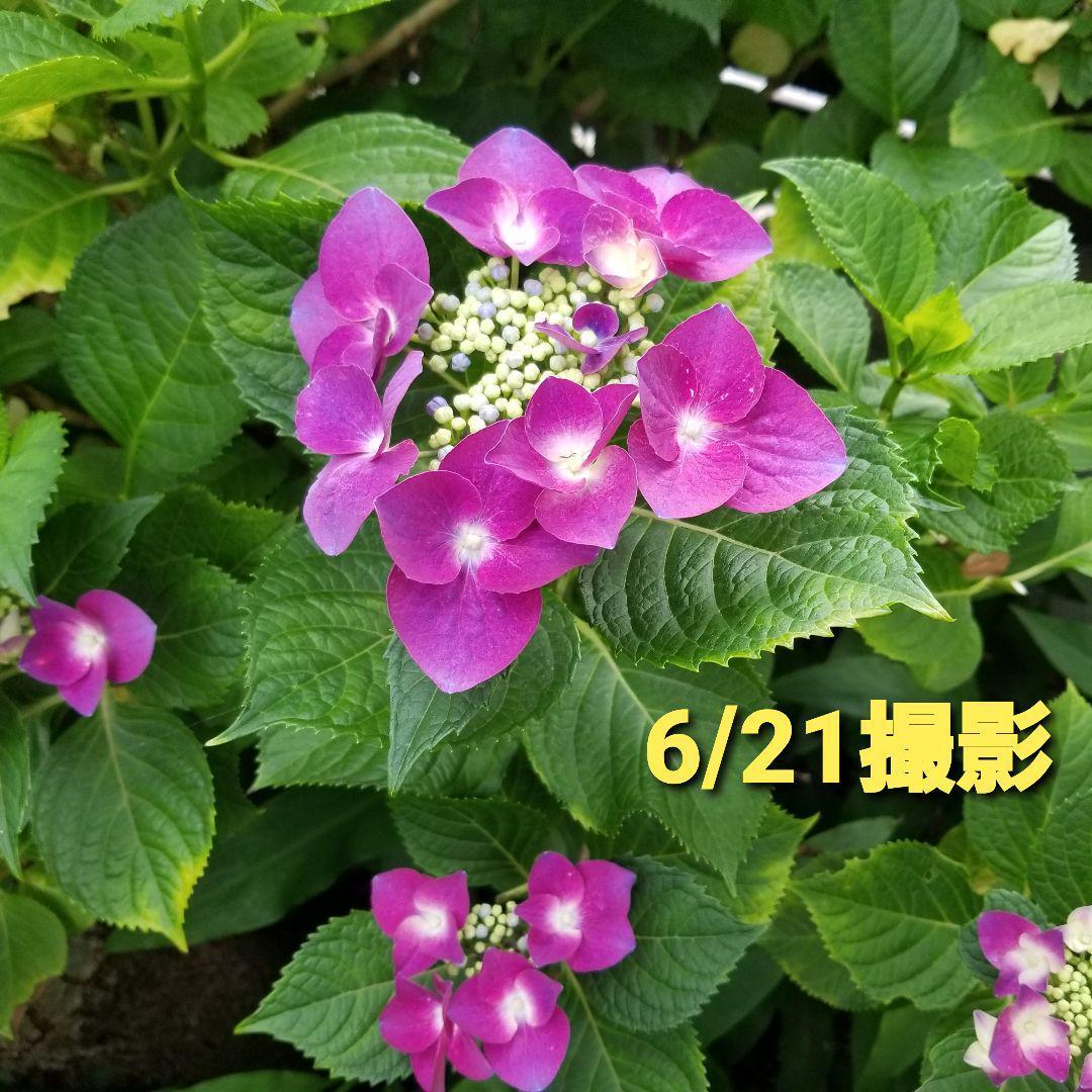 紫陽花 フェアリーアイ 挿し穂3本分 オマケ ガクアジサイ1本 メルカリ便 メルカリ