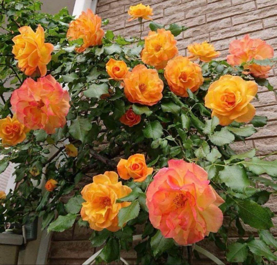 サハ○′98 つる薔薇 四季咲き 挿し穂3本 - メルカリ