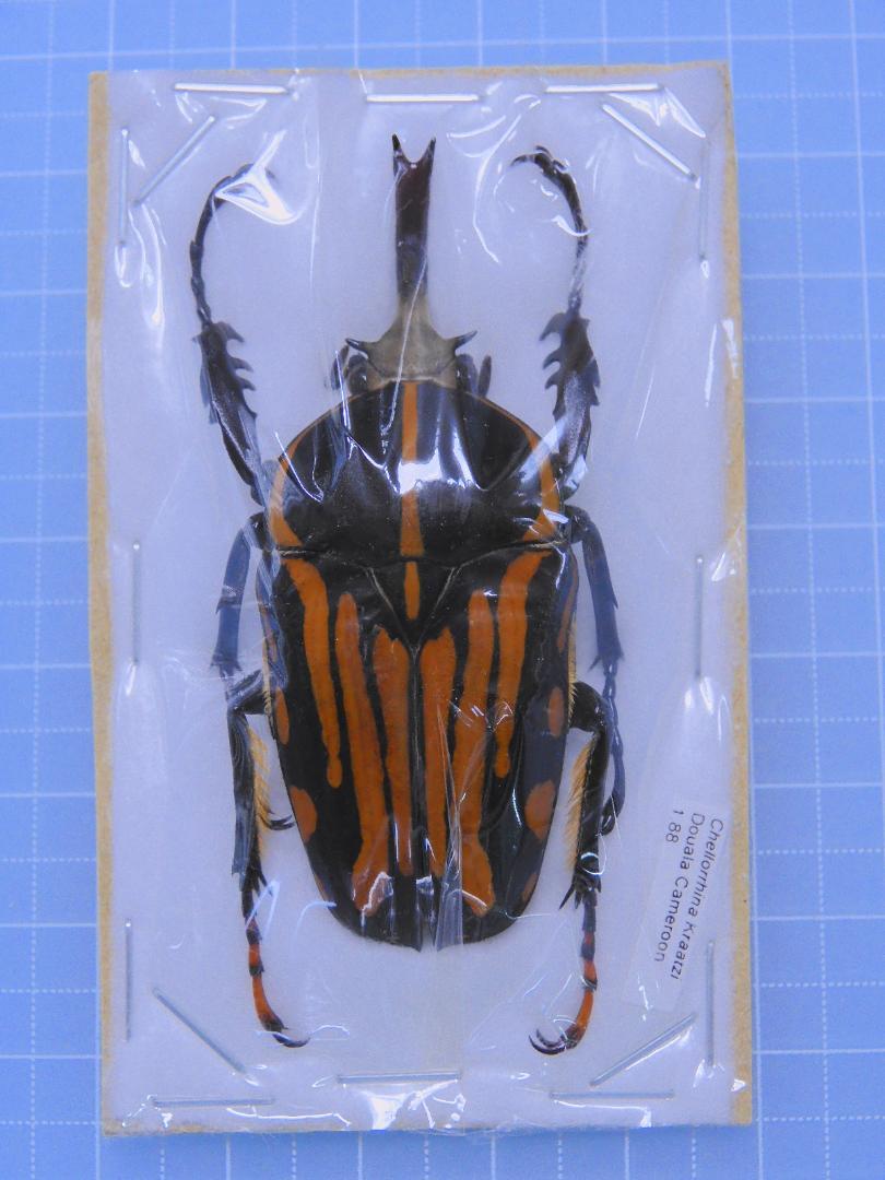 カメルーン産　クラッツオオツノカナブン　60mm
