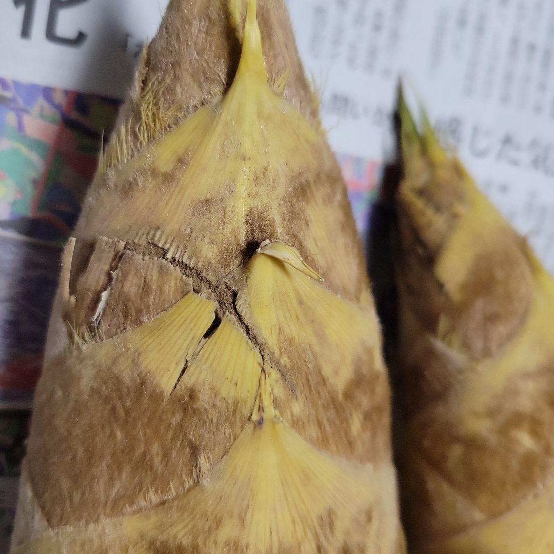 たけのこ　愛媛県産　12月30日 掘りたて