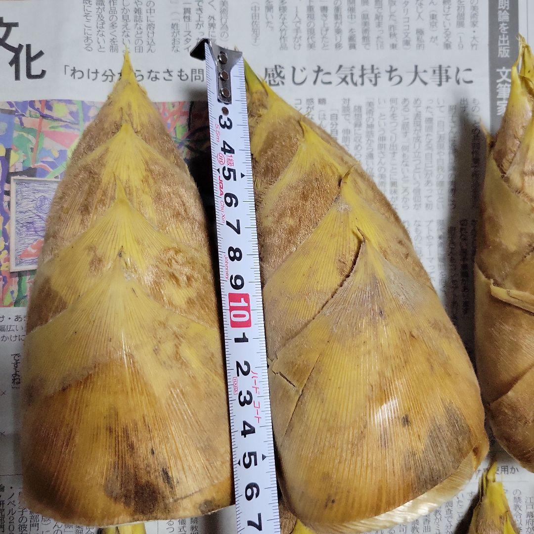 たけのこ　愛媛県産　12月30日 掘りたて