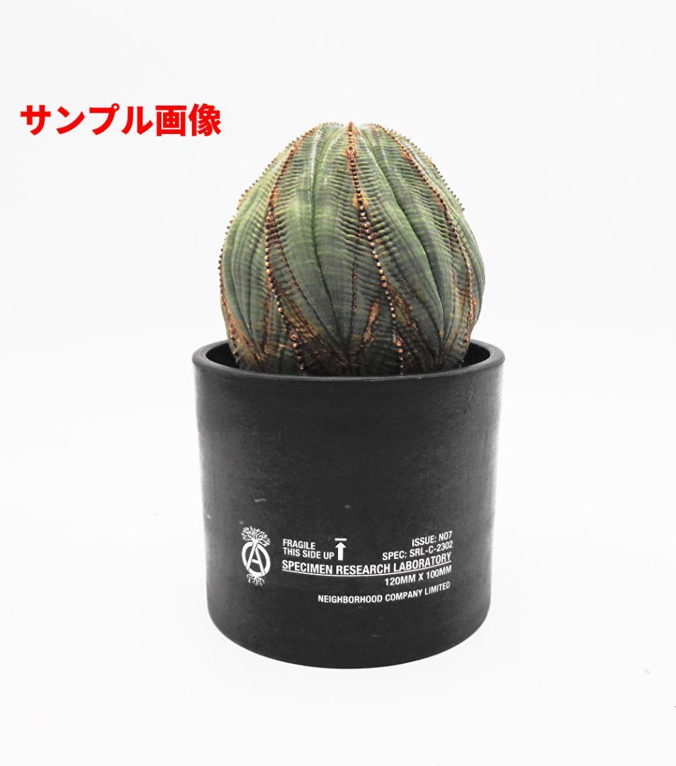 〖ネイバーフッド〗SRL. CYLINDER TYPE PLANT POT-M
