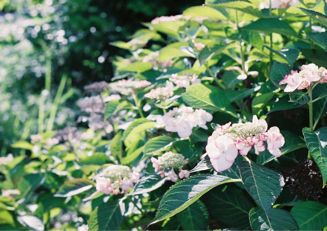 【動作確認・清掃済み＊試写あり】ホワイト　 PENTAX SP