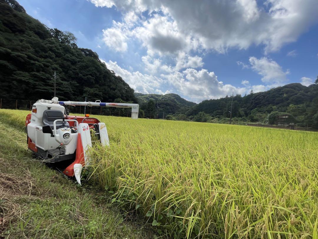 専用 自然栽培米 山口県美祢産 ミルキークイーン 精米20キロ