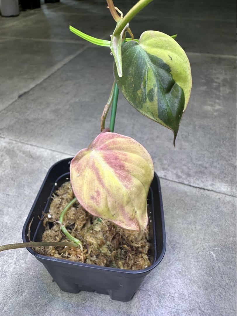 【希少】Philodendron micans pink variegated