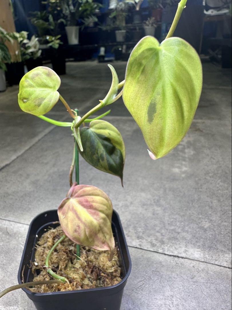 【希少】Philodendron micans pink variegated