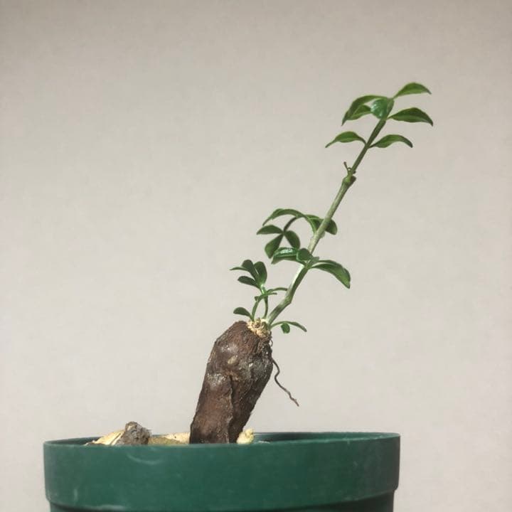 根挿し】オペルクリカリアパキプス 7 bpbd.kendalkab.go.id