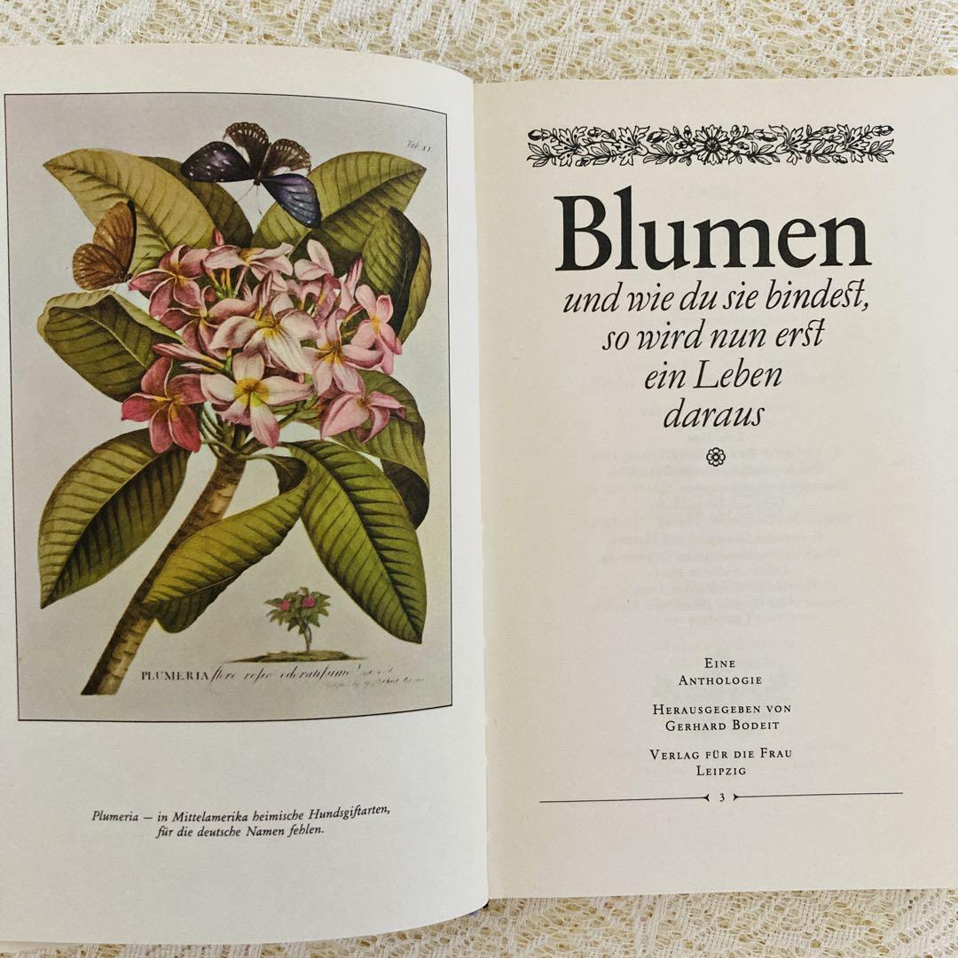 42⑦ドイツ人気希少植物画 植物図鑑 洋書 古書 ボタニカルアート