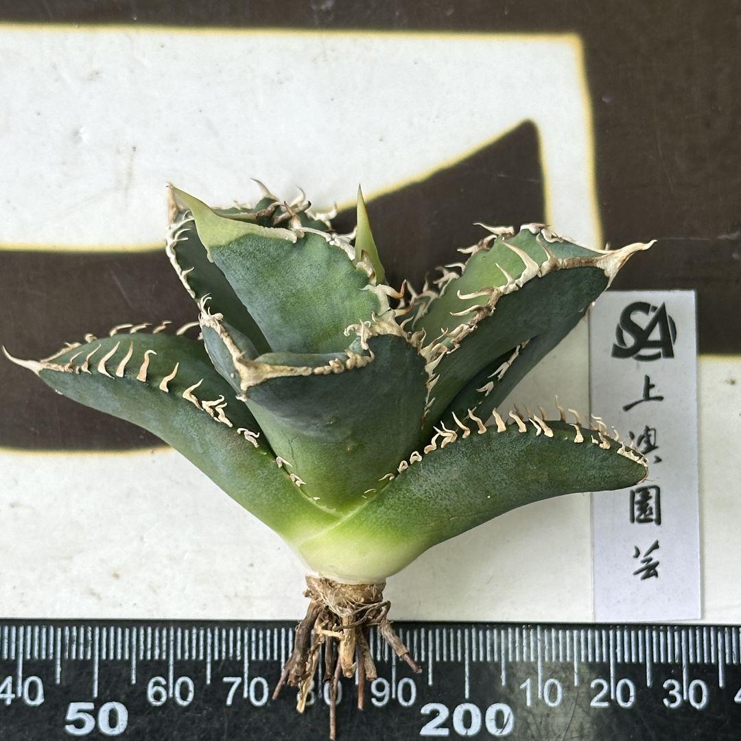 851【上澳園芸】アガベ チタノタ shangao-008 白豪棘 優良血統子株 お買い得商品特集 - 販促エクスプレス 851【上澳園芸】アガベ