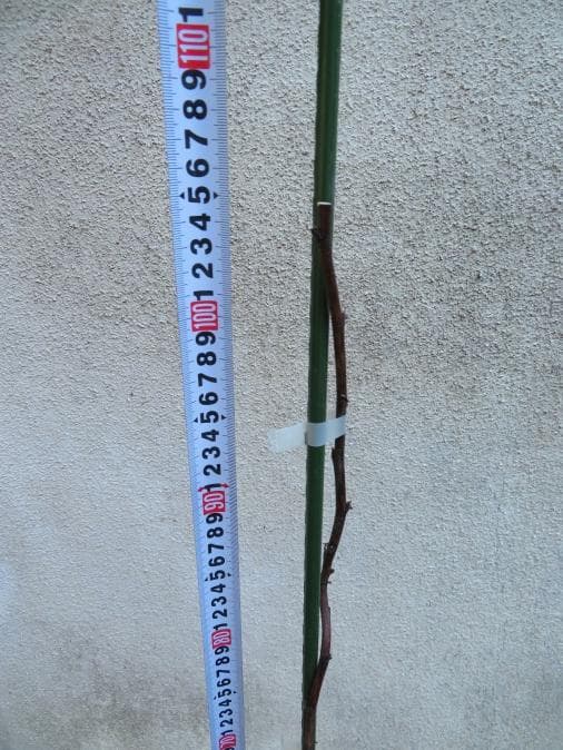 ラズベリー苗 Tulameen(トゥラミーン) 大株 ラズベリー苗 Tulameen(トゥラミーン) 大株