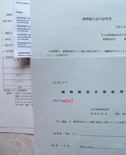 ラズベリー苗 Tulameen(トゥラミーン) 大株 ラズベリー苗 Tulameen(トゥラミーン) 大株