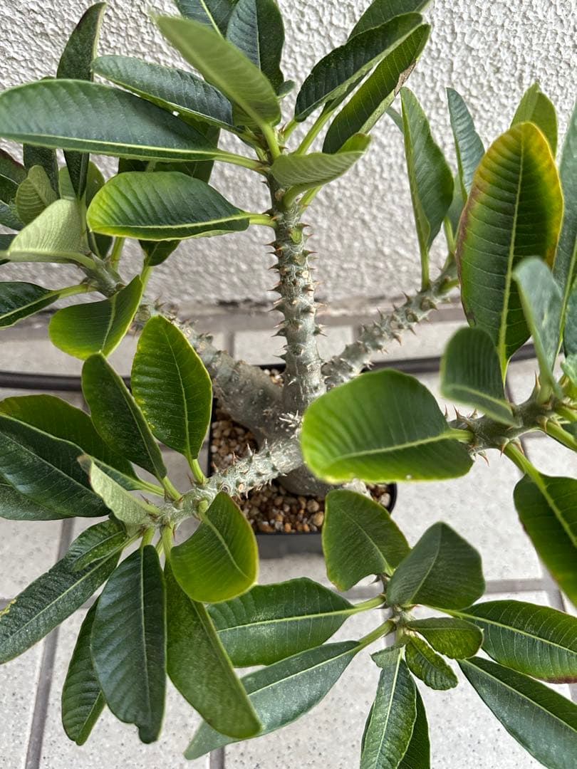 パキポディウム・ウィンゾリー 多枝 国内 実生株 パキポディウム・ウィンゾリー 多枝 国内 実生株