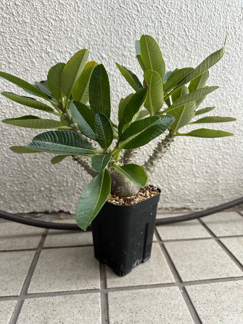 パキポディウム・ウィンゾリー 多枝 国内 実生株 パキポディウム・ウィンゾリー 多枝 国内 実生株