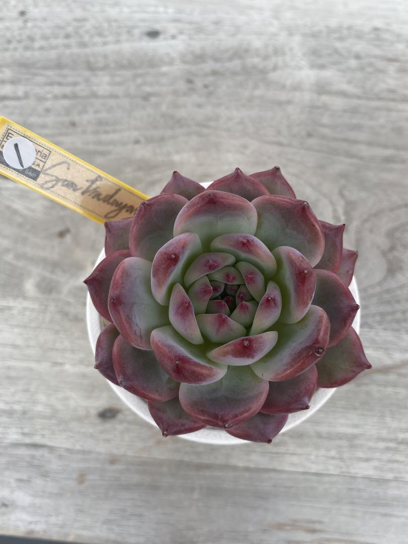 【１】カリフォルニア輸入　SAMリンゼアナNo.3 希少　多肉植物