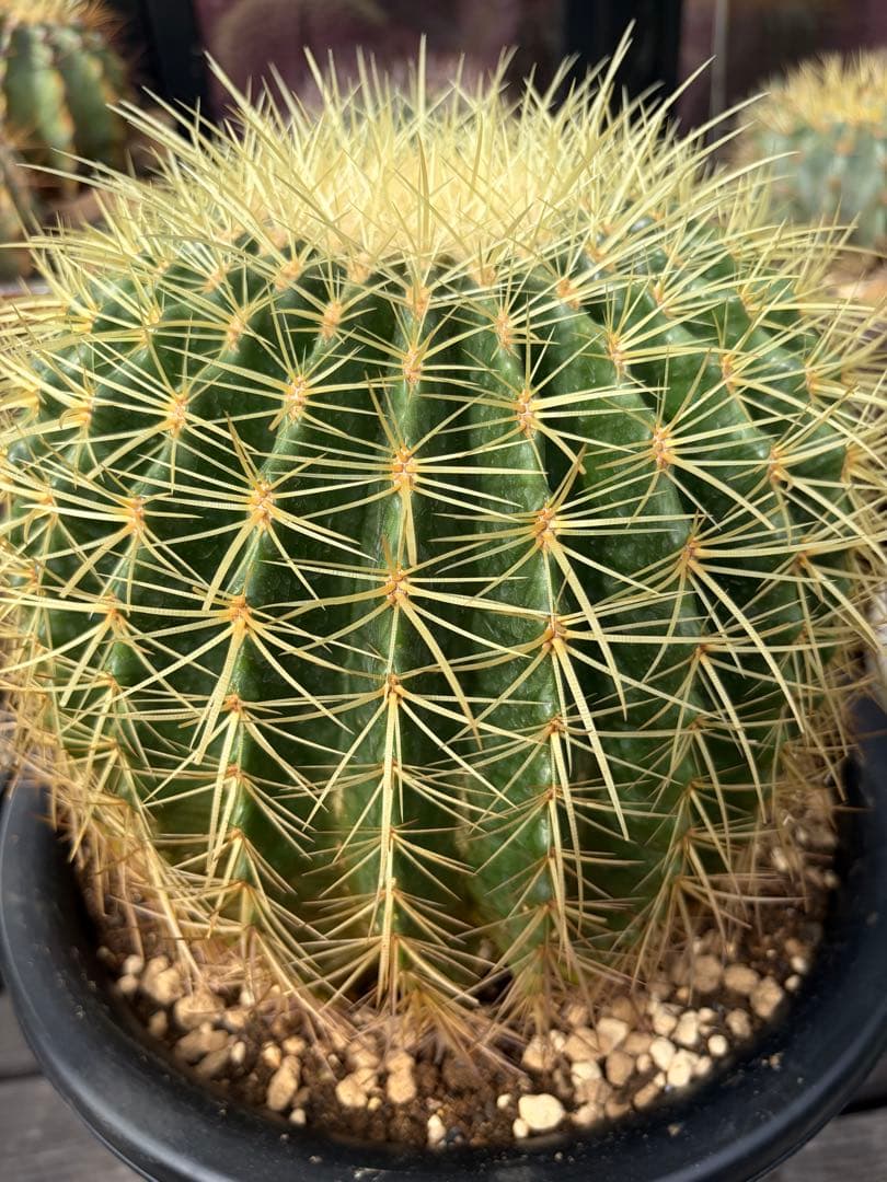 ユッカ島ヤシ ダシリリオン南国アロエ