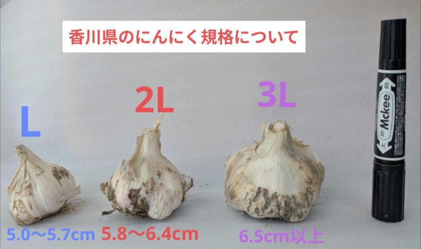 【みーーみ】2L以上｜農家直送・風干し半乾燥にんにく（土付き根付き）