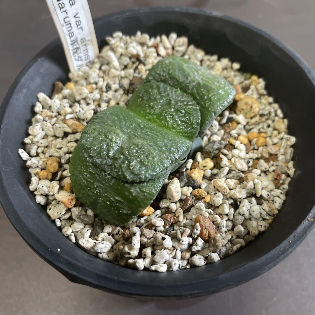 ガステリア 萩原軍配ダルマ臥牛 多肉植物 カキ仔 - メルカリ