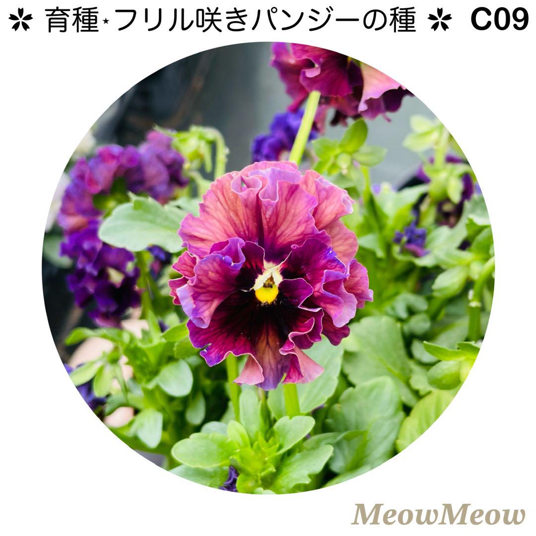 C09】MeowMeow交配・フリルパンジーの種（20粒） - メルカリ